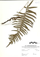 藏品(阿里山水龍骨)的圖片